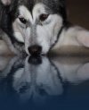 stock-photo-animal-shadow-water-reflection-dog-animals-wolf-nose-eyes-07d4f9a0-c0d9-49ec-a7c3-...jpg