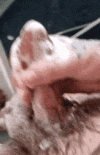 20220316_110322.gif