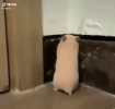 screaming-hamster-cute.gif
