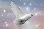 The-spiritual-meaning-and-interpretation-of-a-dove.jpg