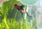 fishie 001.JPG