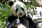 panda-bear_691644-1024x683.jpg