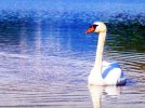 white-swan-pictures-birds-756.jpg