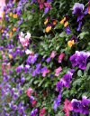 flower 025.jpg