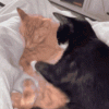 cats-hugging-cute-cat-hug.gif