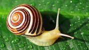 snail-shell.jpg