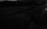 fireflies.jpg