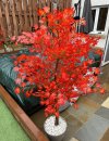 IMG_0957.jpeg