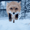 200 (1).gif