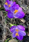 IMG_4023.jpeg