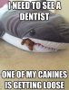 shark-dog-joke.jpg