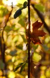 IMG_2462.jpeg