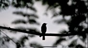 IMG_2467.jpeg
