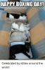 happy-boxing-day-tt-works-celebrated-by-kitties-around-the-10440756.png