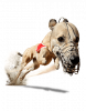 300x380_Greyhounds.png