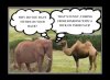 best-funny-quotes-funny-adult-jokes-camel-elephant-funny-sex-joke-i-love-dirty-jokes-s.jpg