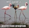 bird-kfc-witness-protection-program.jpeg