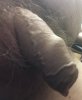 IMG_0416 dick.JPG