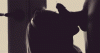 314_1000.gif