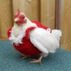 Chicken-in-Red-Sweater.jpg