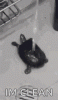 tenor.gif
