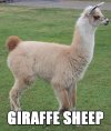 giraffe-sheep.jpg