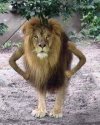 lion-standing-like-human-meme.jpg