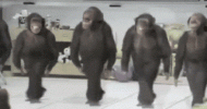 1455554547_dancing monkeys.gif