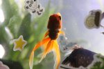 fish 001.jpg