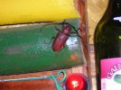 DSCN1159.JPG