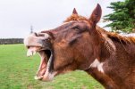 50-Funny-Animal-Pictures-That-You-Need-In-Your-Life-45.jpg