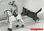121630811-funny-dog-pictures-without-captionsfunny-pictures-of-cats-without-captions-quotes-wo...jpg