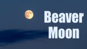Beaver-Moon.jpg