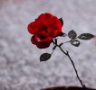 flower 019.jpg