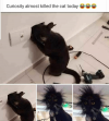 curiosity-almost-killed-the-cat-today-47-absolutely-hilarious-pictures-64188181.png