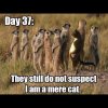 a4ea2817d1843b8f43e0e30ed13a18973--funny-cats-funny-animals.jpg