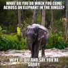 What-do-you-do-when-you-come-across-an-elephant-in-the-jungle-Wipe-it-off-and-say-you’re-sorry...jpg
