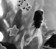 fish 001bw.jpg