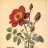WildRose